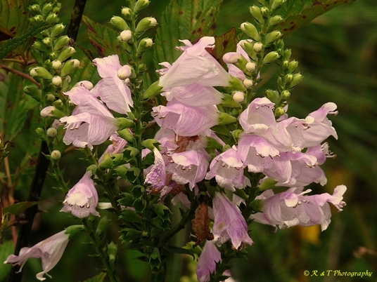 {Physostegia virginiana ssp. praemorsa}